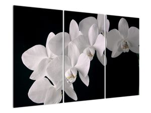 Obraz - bílé orchideje