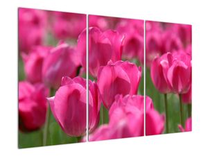 Obraz tulipánů