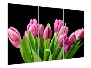Obraz tulipánů