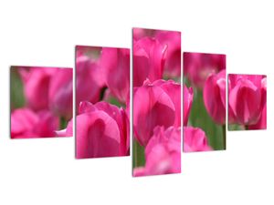 Obraz tulipánů