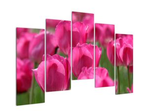 Obraz tulipánů