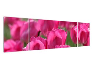 Obraz tulipánů