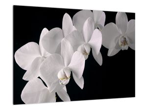 Obraz - bílé orchideje