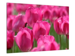 Obraz tulipánů