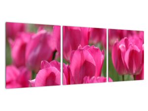 Obraz tulipánů