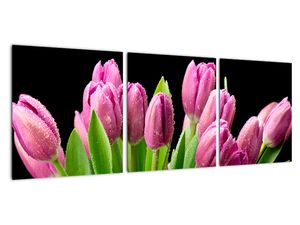 Obraz tulipánů