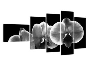 Černobílý obraz - orchidej