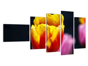 Obraz tulipánu