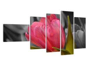 Obraz červeného tulipánu na černobílém pozadí
