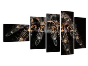 Obraz tarantule