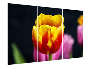 Obraz tulipánu