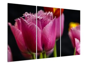 Tulipány - obrazy