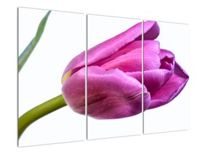 Obraz růžového tulipánu