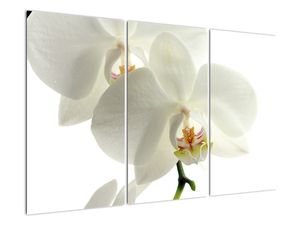 Obraz orchideje