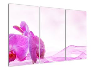 Obraz orchideje