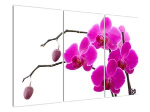 Obraz orchidejí na zeď