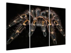 Obraz tarantule