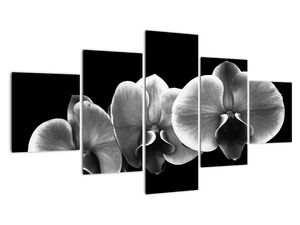 Černobílý obraz - orchidej