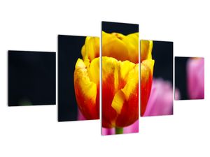 Obraz tulipánu