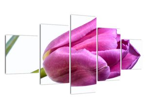 Obraz růžového tulipánu