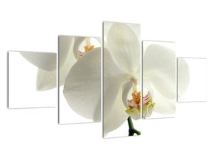 Obraz orchideje