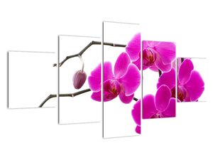 Obraz orchidejí na zeď