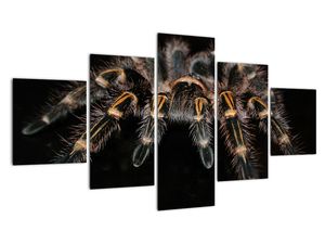 Obraz tarantule