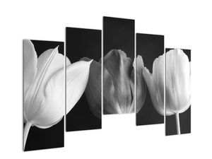 Černobílý obraz - tři tulipány