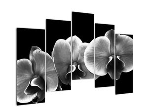 Černobílý obraz - orchidej