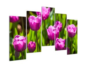 Obraz kvetoucích tulipánů