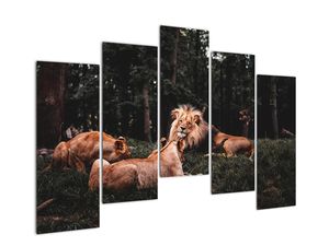 Obrazy - lvi v lese