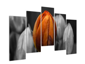 Oranžový tulipán mezi černobílými - obraz