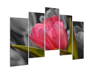 Obraz červeného tulipánu na černobílém pozadí