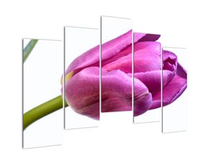 Obraz růžového tulipánu