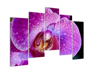 Obraz orchideje