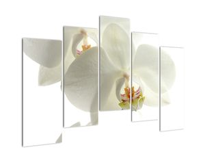 Obraz orchideje