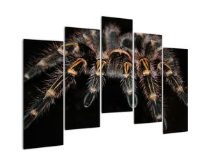Obraz tarantule