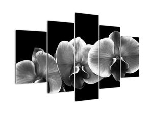Černobílý obraz - orchidej