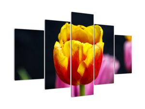 Obraz tulipánu