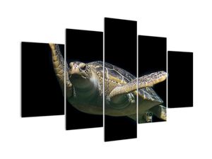 Obraz plovoucí želvy