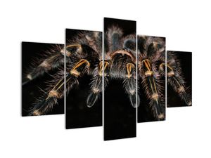 Obraz tarantule