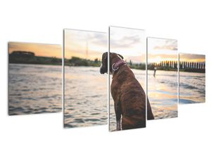 Obraz - sedící pes