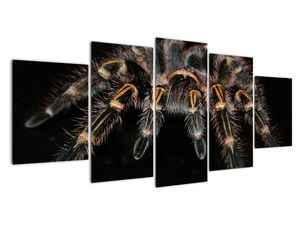 Obraz tarantule