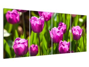 Obraz kvetoucích tulipánů