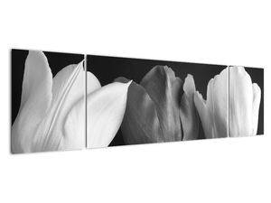 Černobílý obraz - tři tulipány