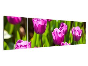 Obraz kvetoucích tulipánů