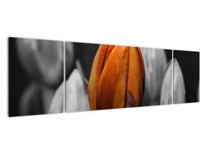 Oranžový tulipán mezi černobílými - obraz