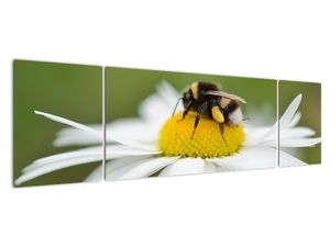 Obraz detailu kopretiny