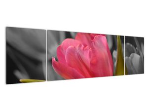 Obraz červeného tulipánu na černobílém pozadí