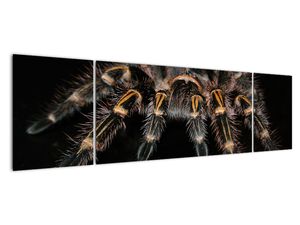 Obraz tarantule
